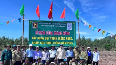 Perusahaan Kehutanan Binh Thuan Limited akan memulai reboisasi pada tahun 2026.