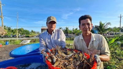 Xã Lương Tâm, Cần Thơ mới (địa phận tỉnh Hậu Giang cũ), dân nuôi tôm ruộng lúa kiểu gì 10 con to bự cả 10, bán hút hàng?