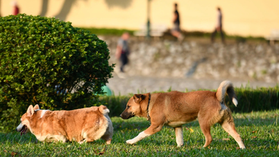 Kegagalan untuk memberus mulut anjing di tempat awam boleh mengakibatkan denda sehingga 2 juta VND.