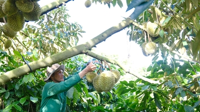 Pengembangan durian berkelanjutan di Dam Rong