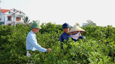 Chủ động chống úng tại vùng cây ăn quả trọng điểm