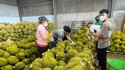 การรักษาเสถียรภาพตลาดทุเรียนผ่านการจัดการรหัสโปรแกรม