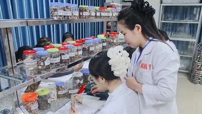 Formación en medicina tradicional en la era digital: