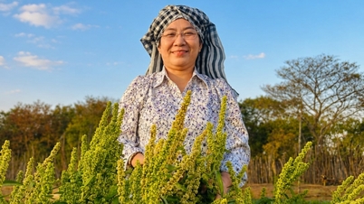 Pokok Queen MS: Potensi yang besar, tetapi yang lebih penting ialah keperluan untuk pengurusan sumber benih yang ketat.