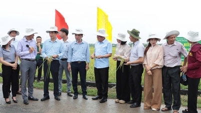 Mengembangkan produksi beras VietGAP yang dikaitkan dengan perjanjian pembelian kembali produk: Arah berkelanjutan untuk pertanian Hanoi.