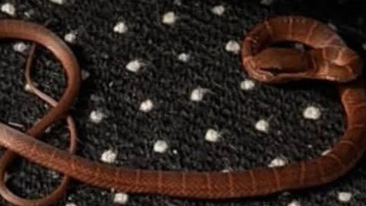 Aviões impedidos de voar devido a uma cobra misteriosa.