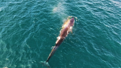 Whales are frequently seen in the waters around Hon Kho Island.