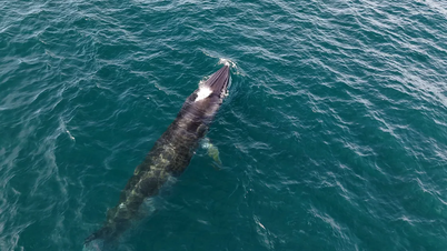 Whales hunt near the coast of Hon Kho - Nhon Hai peninsula.