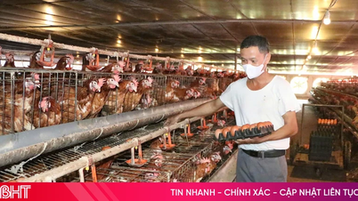 Harga telur telah jatuh, menyebabkan kesulitan kepada penternak ayam.