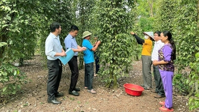 Hạt tiêu Việt Nam lên bàn ăn ở Trung Đông, xuất khẩu hồ tiêu đang đứng trước cơ hội hiếm có trong 5 năm tới