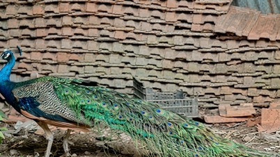Releasing a green peacock back into its natural habitat.