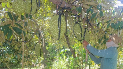 Lam Dong tartomány aggodalmát fejezte ki a durian exportjához használt termesztési körzetszámok adásvétele és kölcsönzése miatt.