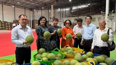 Vietnamese pomelos are exported to 14 countries; experts point out the conditions for it to become a multi-billion dollar industry.