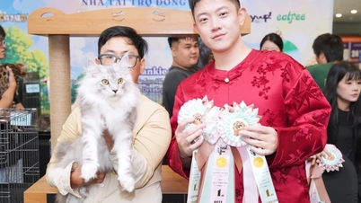 Seekor kucing yang bernilai hampir setengah miliar VND menarik perhatian di kontes kecantikan kucing di Kota Ho Chi Minh.