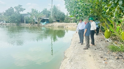 Seorang petani di komune Phuong Thinh, provinsi Dong Thap, memperoleh pendapatan 25 miliar VND per tahun dari budidaya padi dan pembibitan ikan lele.