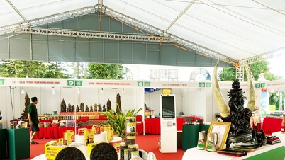 បង្កើនការគាំទ្រដើម្បីបង្កើនតួនាទីជា "ដើមទុនគ្រាប់ពូជ"។