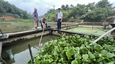 Aquicultura de alta tecnologia em Lao Cai (antigamente Yen Bai): os agricultores têm mais facilidade e alcançam melhores resultados econômicos.