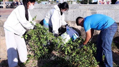 Lebih 1,300 sukarelawan bergabung tenaga untuk membersihkan Semenanjung Son Tra dan pantai Da Nang.