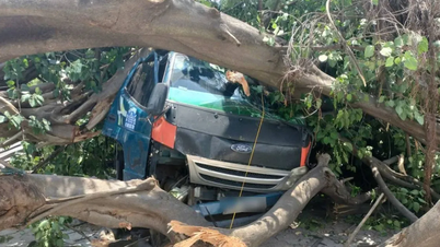 Sebatang pokok Bodhi telah tumbang dan jatuh ke atas kabin trak.