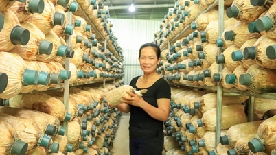 Loại cây không cần nhiều đất, cứ xếp chồng lên nhau mọc tua tủa, nông dân Cần Thơ đang "hái" hàng trăm triệu đồng