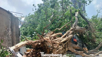 KLIP: 30 år gammelt Bodhi-træ rykker uventet lastbil op med rode og knuser den i Ho Chi Minh City.