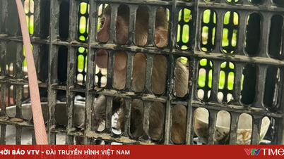 พบเห็นลิงแสมหางหมูหายากขณะกำลังทำงานอยู่ในทุ่งนา