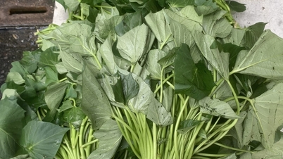 Para dokter memberikan saran tentang cara mengonsumsi daun ubi jalar untuk meningkatkan kandungan nutrisinya secara signifikan.