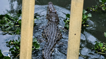 Many cases of AI-generated crocodile images being posted online have been reported; what are the regulations for handling these cases?
