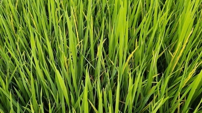 Catatan tentang penyemprotan zat antibakteri pada beras untuk efektivitas maksimal.
