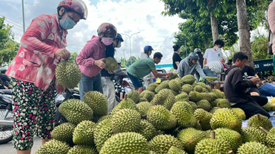 เพิ่มความเข้มงวดในการควบคุมคุณภาพของทุเรียน
