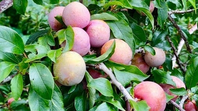 Độc đáo vườn mận Hà Nội “ghép đôi” với đào Đà Lạt
