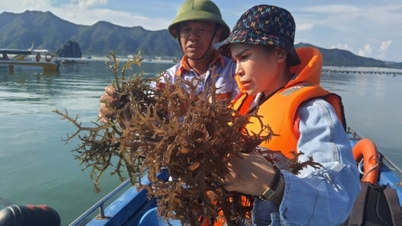Quang Ninh se esforça para ajudar os pescadores na transição para novas ocupações.