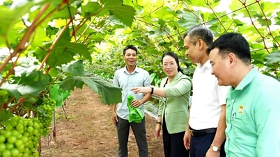 Para petani di Hanoi memprioritaskan perlindungan lingkungan dalam produksi pertanian.