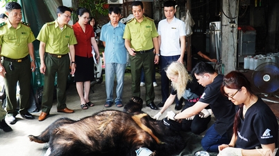 Thai Nguyen ne possède officiellement plus d'ours en captivité.