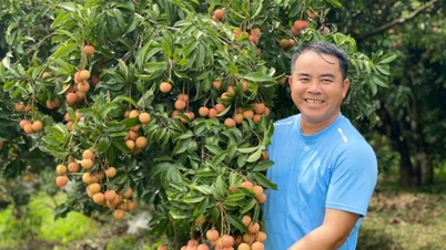Lychee from Bac Ninh maintains confidence in the Japanese market.
