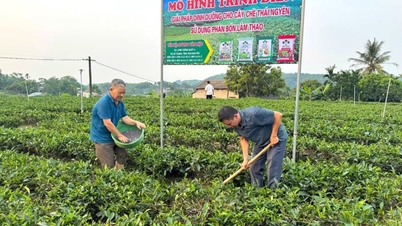 A Lam Thao műtrágyák „kombinációja” segít a Thai Nguyen teatermesztőinek a tealevelek betakarításában, amíg a karjuk el nem fáj.
