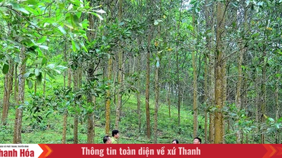 Xuan Thai mengembangkan hutan produksi bersamaan dengan konservasi hutan.