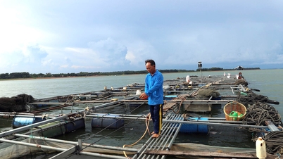 Cẩn trọng nuôi cá bè đầu mùa mưa