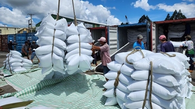 เวียดนามส่งออกข้าว 4.5 ล้านตัน สร้างรายได้กว่า 2 พันล้านดอลลาร์สหรัฐ ขณะที่ยอดซื้อจากฟิลิปปินส์ จีน และกานายังคงเพิ่มขึ้นอย่างต่อเนื่อง