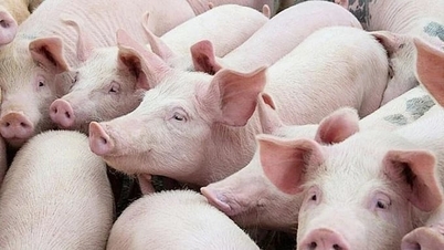 Harga daging babi hari ini, 16 Juni 2026: Menurun di Vietnam Tengah dan Selatan.