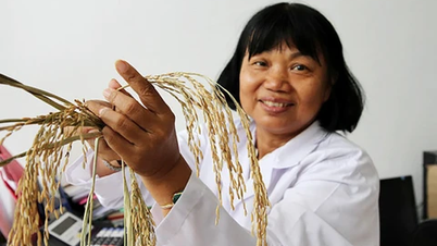 La profesora Dra. Nguyen Thi Lang: La mujer que 'despertó' el gen del arroz silvestre, elevando el estatus del arroz vietnamita.