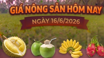 Harga produk pertanian hari ini, 16 Juni: Pisang Royal dihargai tinggi.