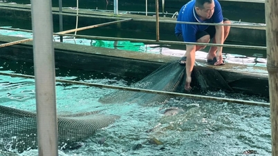 Berhasil membudidayakan ikan spesial populer ini dengan daging yang semanis MSG, mengapa Hai Phong (dahulu Hai Duong) menjadi pusatnya?