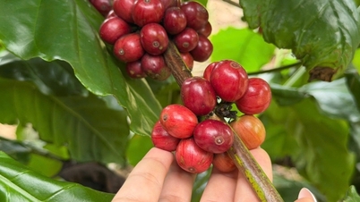 Giá cà phê hôm nay 16/6/2026: Giảm nhẹ 200 đồng/kg