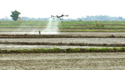 Dien Sanh: La eficacia de la aplicación de drones en la producción de arroz.