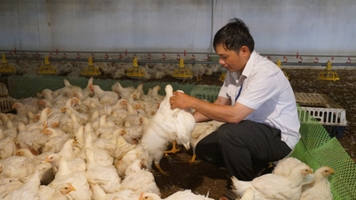 Đảm bảo sức khỏe đàn vật nuôi trong giai đoạn chuyển mùa