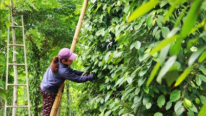 Nilai ganda dari produksi paprika organik
