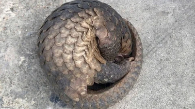 În timp ce lucrau pe câmp, au descoperit un animal rar.