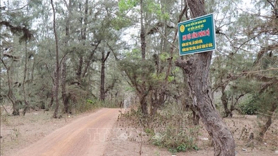Dengan cuaca panas terik, Quang Ngai menghadapi risiko kebakaran hutan yang tinggi.