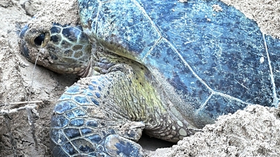 Nézd élőben a vadvilágot a VTV-n.